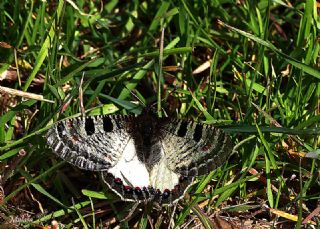 Yalanc Apollo (Archon apollinus)