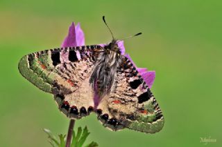 Yalanc Apollo (Archon apollinus)