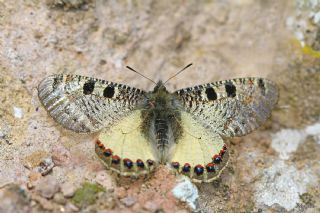 Yalanc Apollo (Archon apollinus)