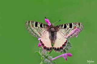 Yalanc Apollo (Archon apollinus)