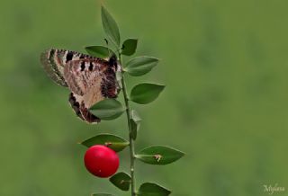 Yalanc Apollo (Archon apollinus)