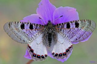 Yalanc Apollo (Archon apollinus)