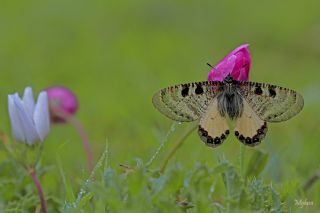 Yalanc Apollo (Archon apollinus)