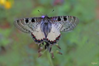 Yalanc Apollo (Archon apollinus)