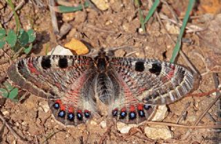 Yalanc Apollo (Archon apollinus)