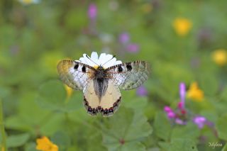 Yalanc Apollo (Archon apollinus)