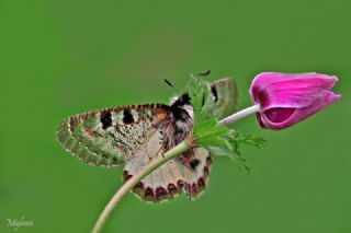 Yalanc Apollo (Archon apollinus)