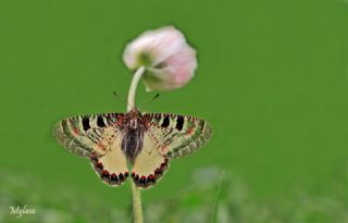 Yalanc Apollo (Archon apollinus)