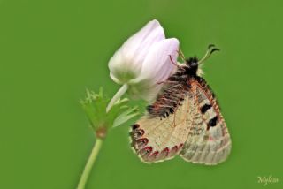 Yalanc Apollo (Archon apollinus)