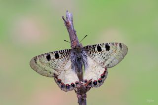 Yalanc Apollo (Archon apollinus)