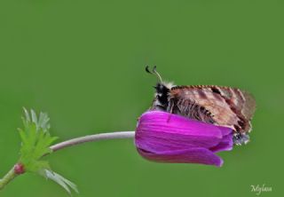 Yalanc Apollo (Archon apollinus)