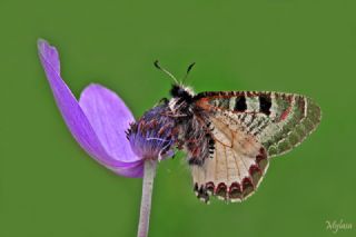 Yalanc Apollo (Archon apollinus)