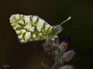 Da Oykls (Euchloe ausonia)