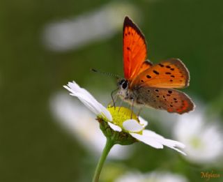 Osmanl Atei (Lycaena ottomanus)