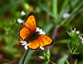 Osmanl Atei (Lycaena ottomanus)