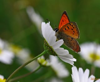 Osmanl Atei (Lycaena ottomanus)