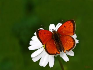 Osmanl Atei (Lycaena ottomanus)