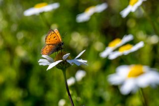 Osmanl� Ate�i&nbsp;(Lycaena&nbsp;ottomanus)