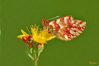 Balkan Menekşe Kelebeği (Boloria graeca)