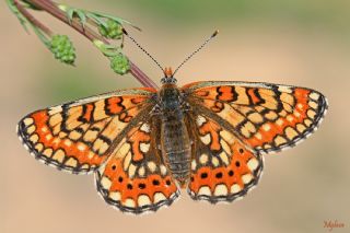 Gzel Nazuum (Euphydryas orientalis)