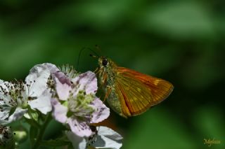 Orman Zpzp (Ochlodes sylvanus)