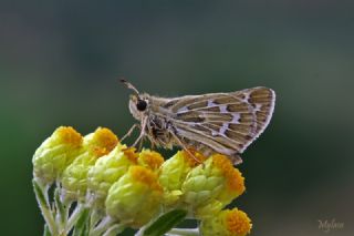 Gm Benekli Zpzp (Hesperia comma)