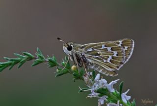 Gm Benekli Zpzp (Hesperia comma)