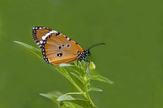 Sultan (Danaus chrysippus)