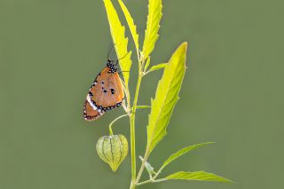 Sultan (Danaus chrysippus)