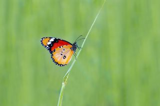 Sultan (Danaus chrysippus)