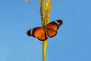 Sultan (Danaus chrysippus)