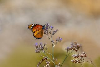 Sultan (Danaus chrysippus)