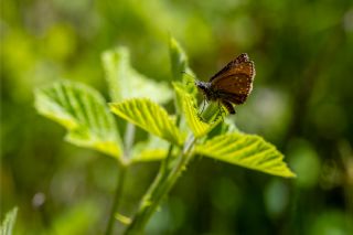 Pasl� Z�pz�p&nbsp;(Erynnis&nbsp;tages)