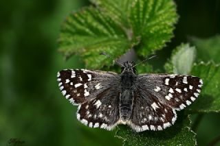 Ege Zpzp (Pyrgus melotis)