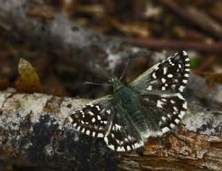 Ege Zpzp (Pyrgus melotis)