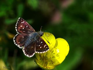 Kzl Zpzp (Spialia orbifer)