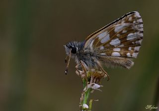 Kzl Zpzp (Spialia orbifer)