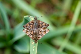 Hatmi Zpzp (Carcharodus alceae)