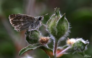 Hatmi Zpzp (Carcharodus alceae)