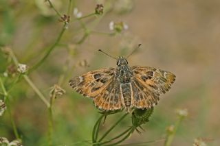 Hatmi Z�pz�p�&nbsp;(Carcharodus&nbsp;alceae)