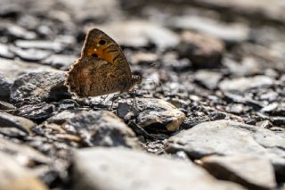 Levantin Yalanc�cad�s�&nbsp;(Pseudochazara&nbsp;pelopea)