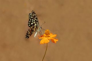 Nusaybin Gzeli (Papilio demoleus)