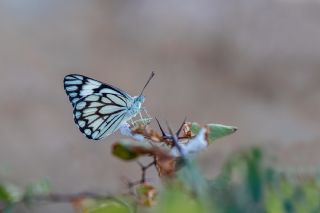 Beyaz nc (Belenois aurota)