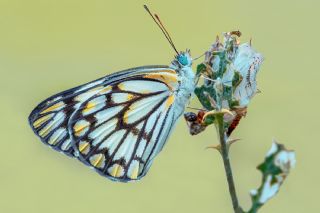 Beyaz nc (Belenois aurota)