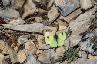 Dou Elfinstonyas (Euchloe penia)