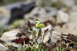 Dou Elfinstonyas (Euchloe penia)