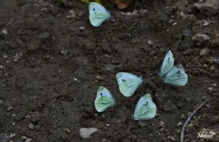 Yalanc Beyazmelek (Pieris pseudorapae)