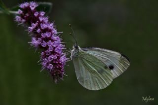 Yalanc Beyazmelek (Pieris pseudorapae)