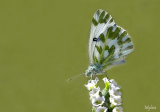 Kk Beneklimelek (Pontia chloridice)