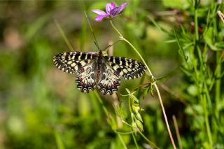 G�ney Fistosu&nbsp;(Zerynthia&nbsp;polyxena)